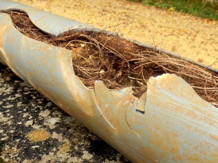 Split pipe caused by tree roots